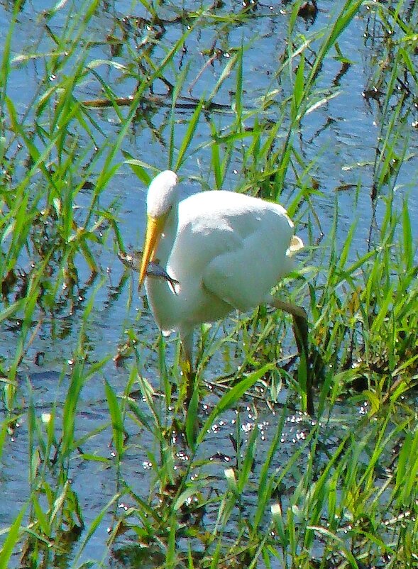 удачная рыбалка - gawrilа - dan удачная рыбалка - gawrilа - dan