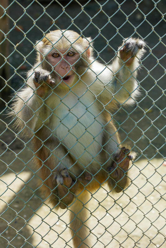 БРАТ_5 - Сергей Янович Микк