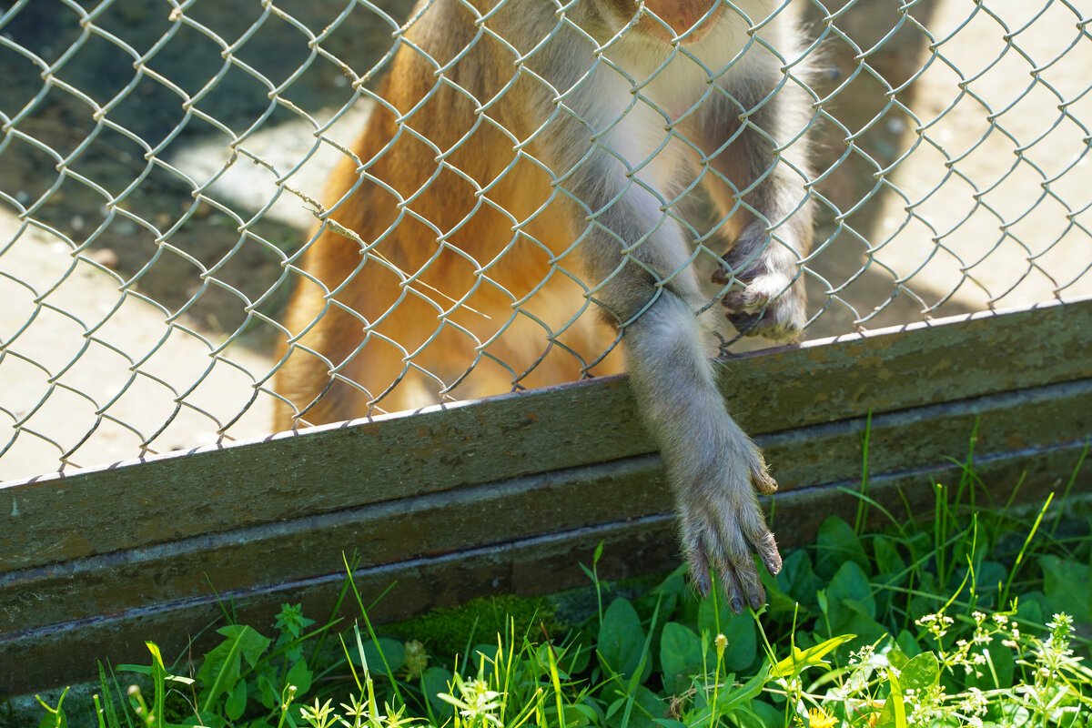 БРАТ - Сергей Янович Микк