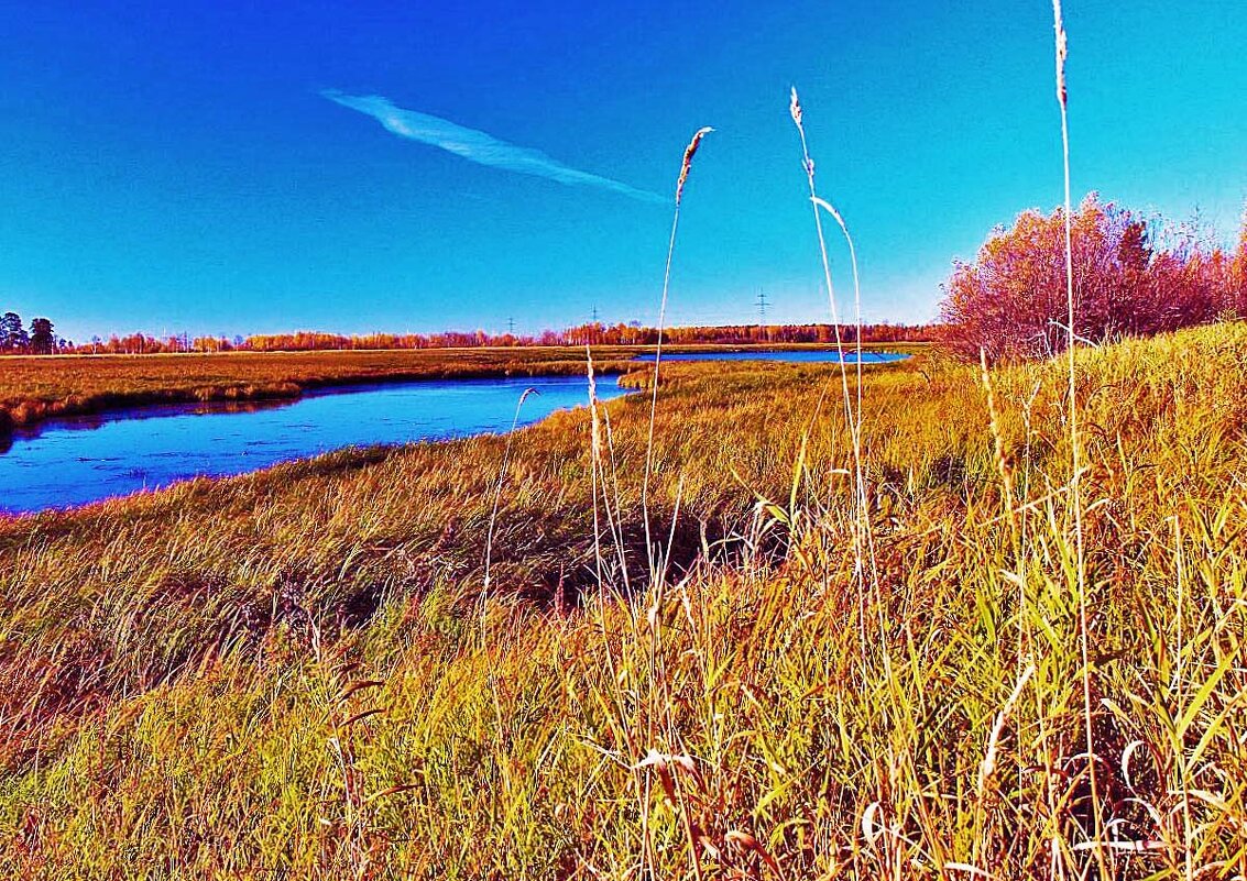 Осень позолотила берега протоки Коим! - Владимир 