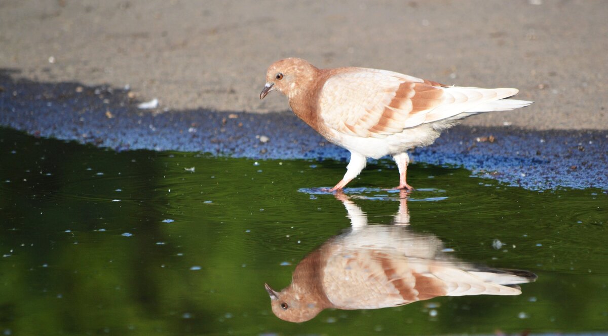 Голубь и отражение - ирина 