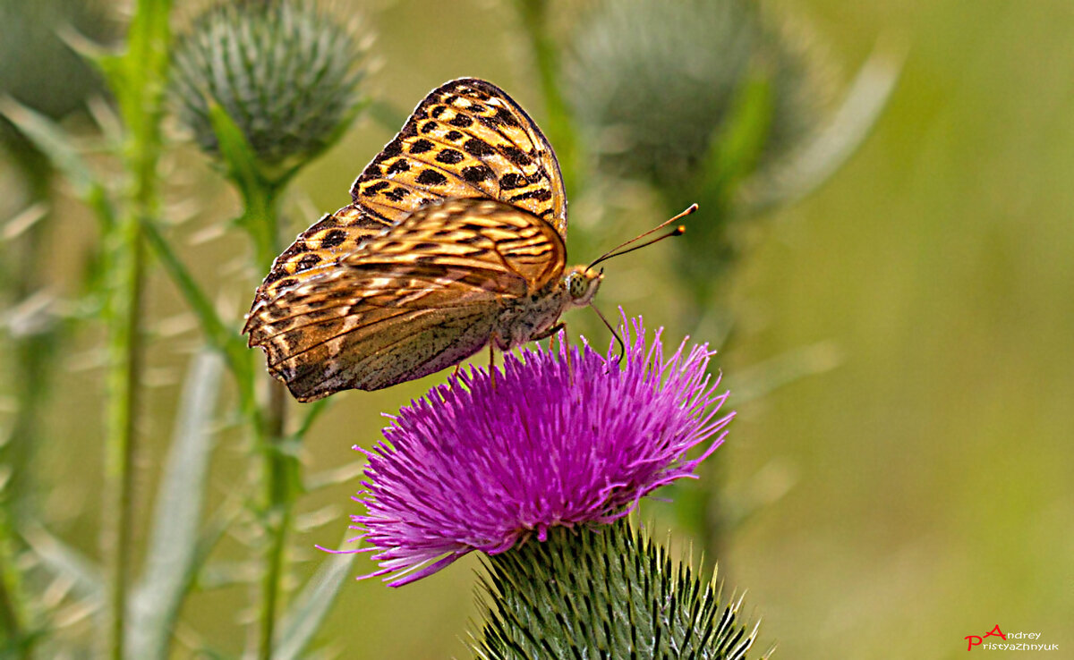 На цветке - Андрей Пристяжнюк На цветке - Андрей Пристяжнюк