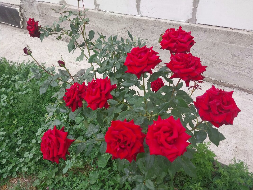 Talgar. - Murat Bukaev 