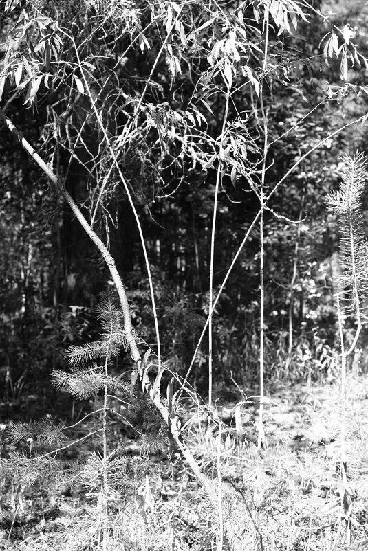 Назва. отсу. - Денис Безногов