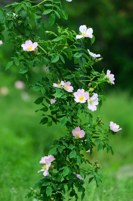 Лето в Ботаническом... Июнь. - Наташа ***** Лето в Ботаническом... Июнь. - Наташа *****