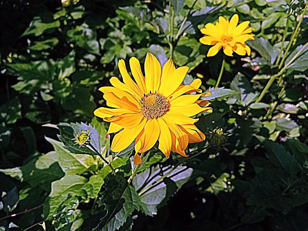 Цветы. - Владимир Драгунский Цветы. - Владимир Драгунский