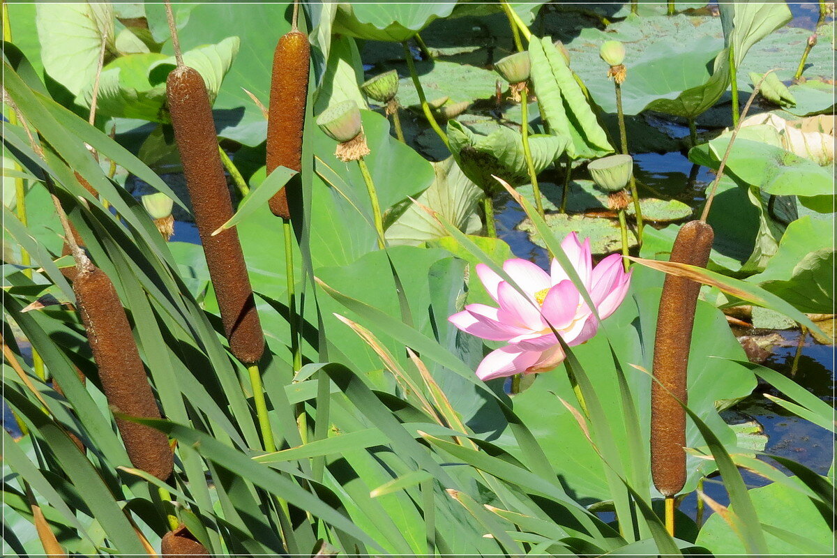Девушка , а как Вас зовут ? - Сеня Белгородский