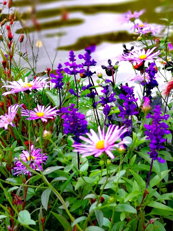 Цветы у воды - Любимова Ольга 