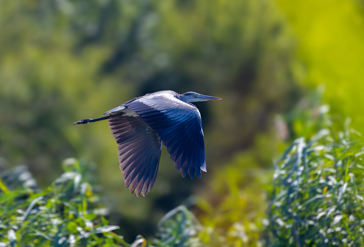 Цапля... - Александр Посошенко