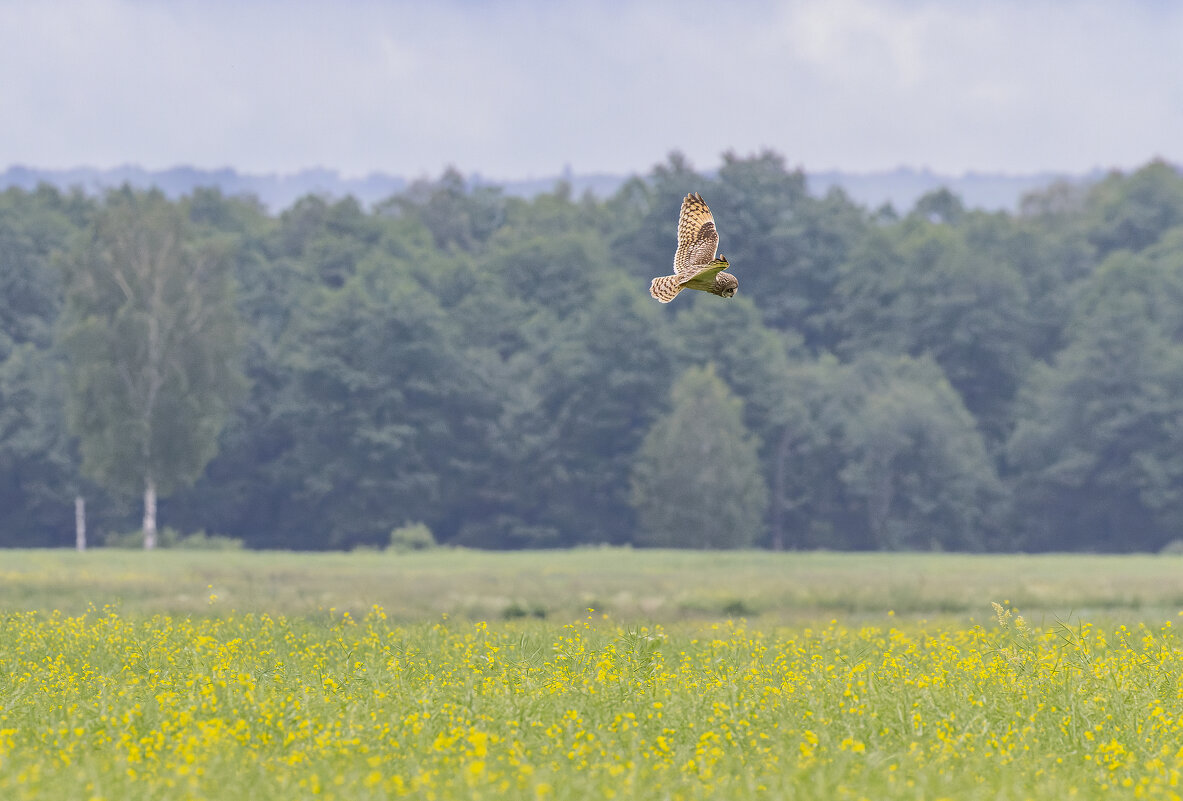 сова болотная - юрий макаров