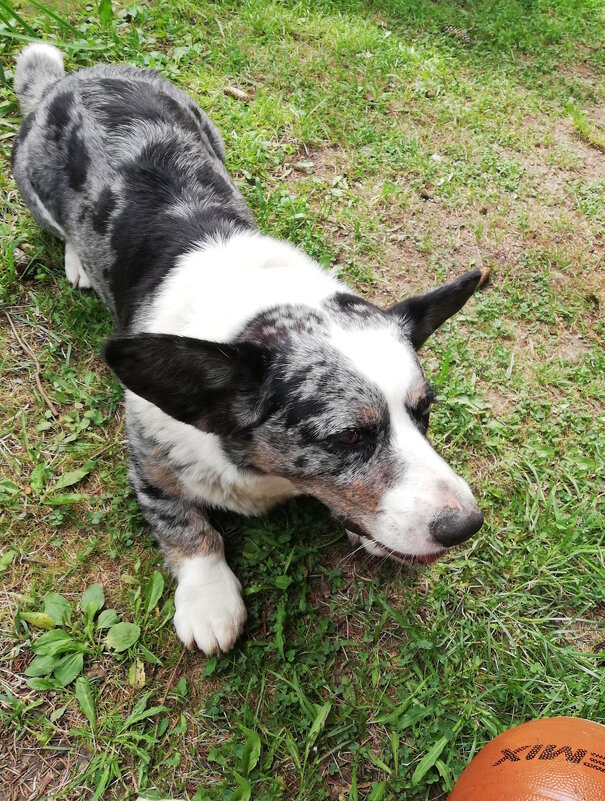 Чак в ожидании партнёра. - Ольга Довженко