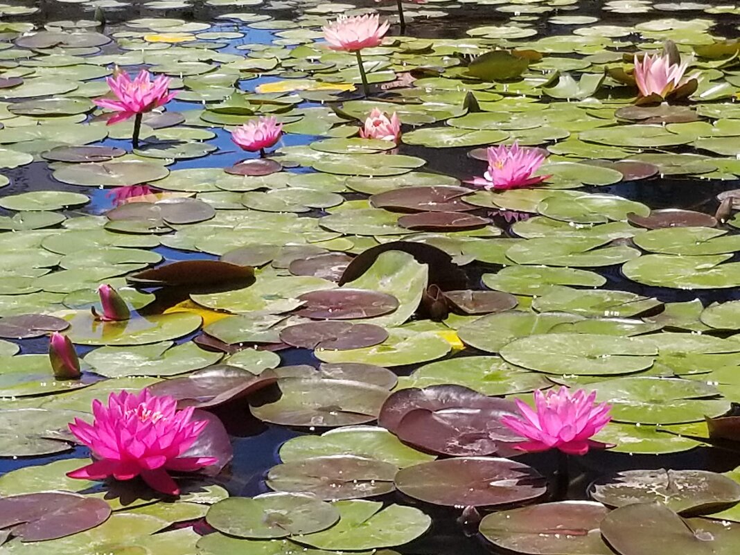 " - Светлана Хращевская " - Светлана Хращевская