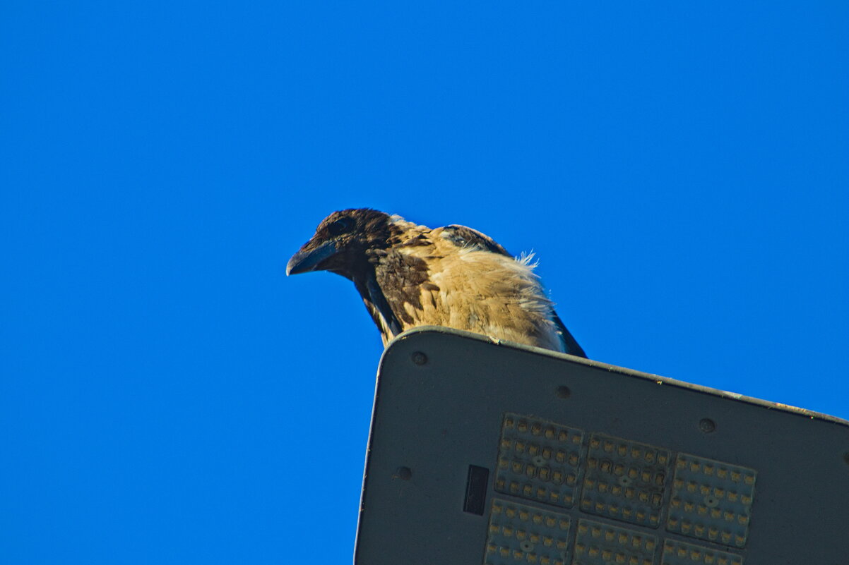 Эй,а Ты че делаешь ,у меня на районе !!! - Giant Tao / Эй,а Ты че делаешь ,у меня на районе !!! - Giant Tao /