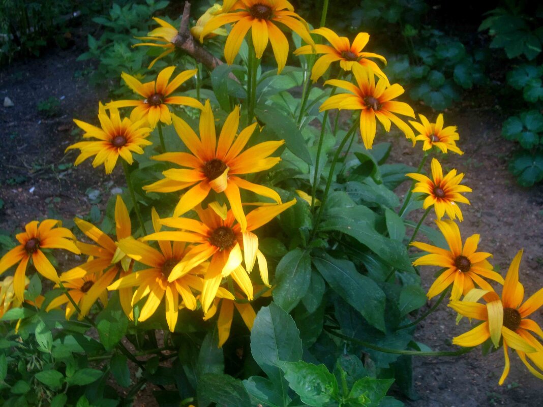 ***** - Елена Семигина