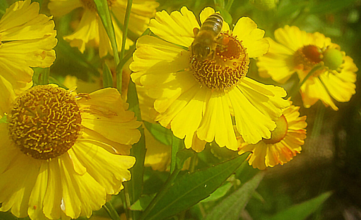 Солнечные - Елена Семигина Солнечные - Елена Семигина