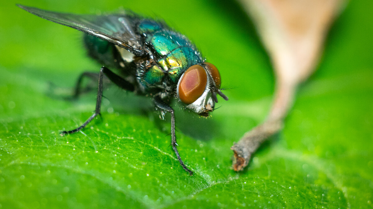 A fly on a leaf | 13 - Sergey Sonvar