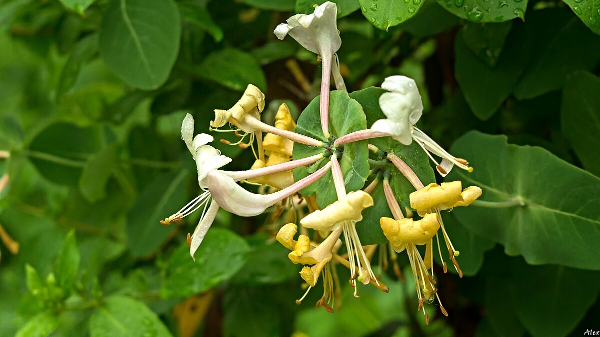 3911 - Alex . 3911 - Alex .