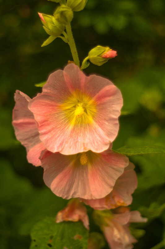 */*/*/ - Анатолий Нецепляев