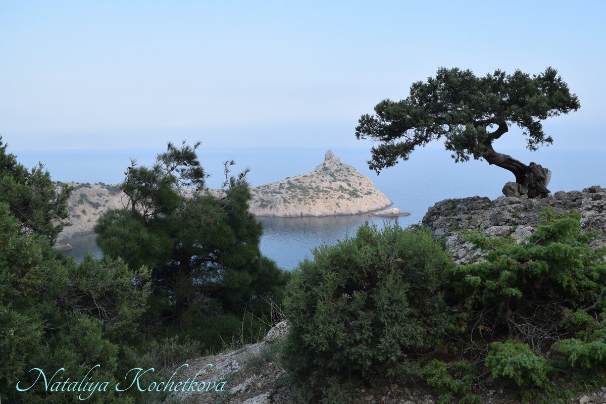 Природа Крыма - Amazing Cosmea