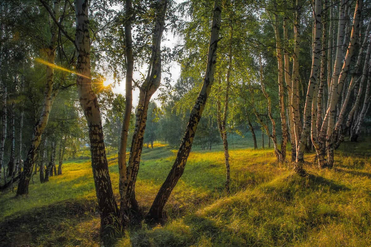 Вечер в берёзовой роще - Vladimbormotov 
