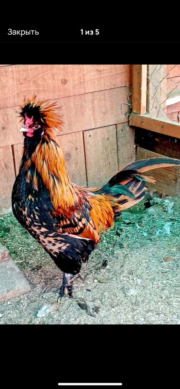 Петушок - Василий 