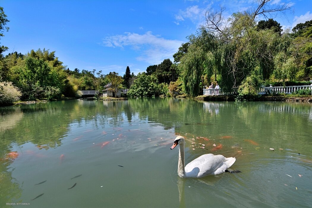 Лебедь на пруду - Mikhail Irtyshskiy Лебедь на пруду - Mikhail Irtyshskiy