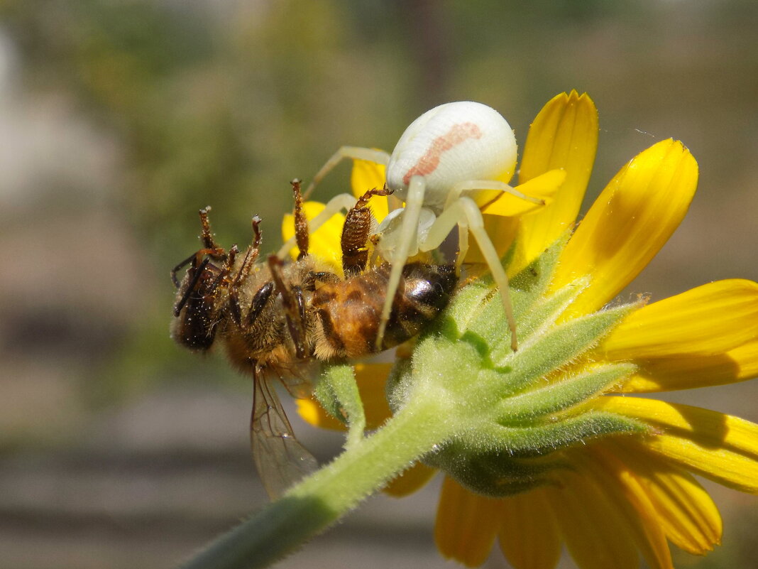 Паук-бокоход Misumena vatia с добычей - Константин Штарк