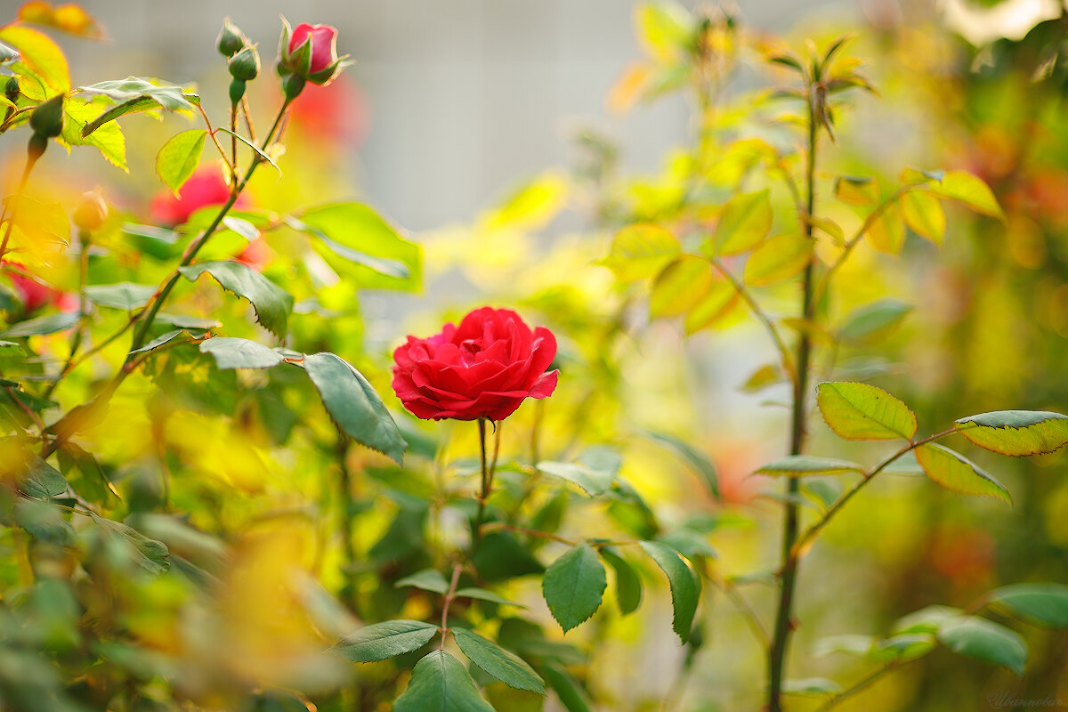 М85/1,4 - Иваннович *