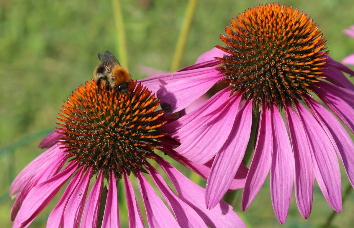 Август.... - Марина 