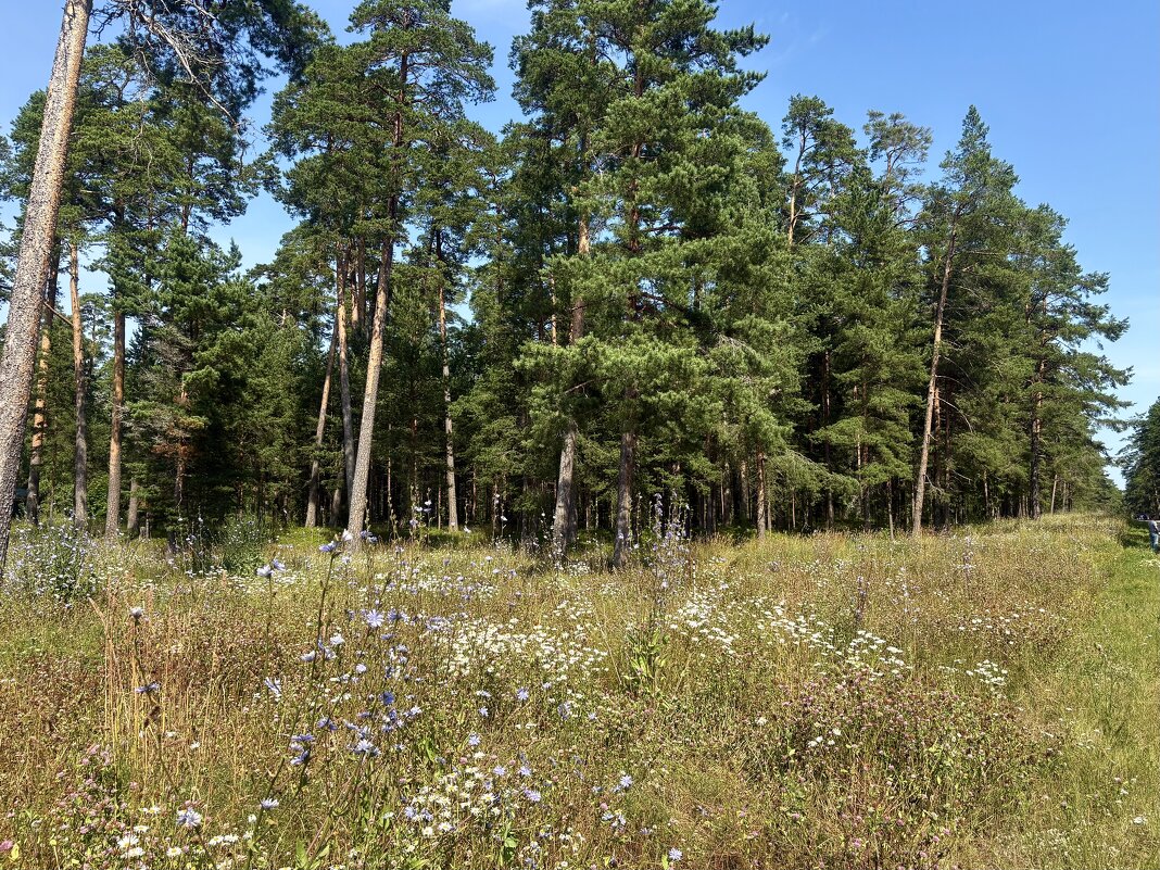 Природа острова "Коневец"... - Наталия Павлова