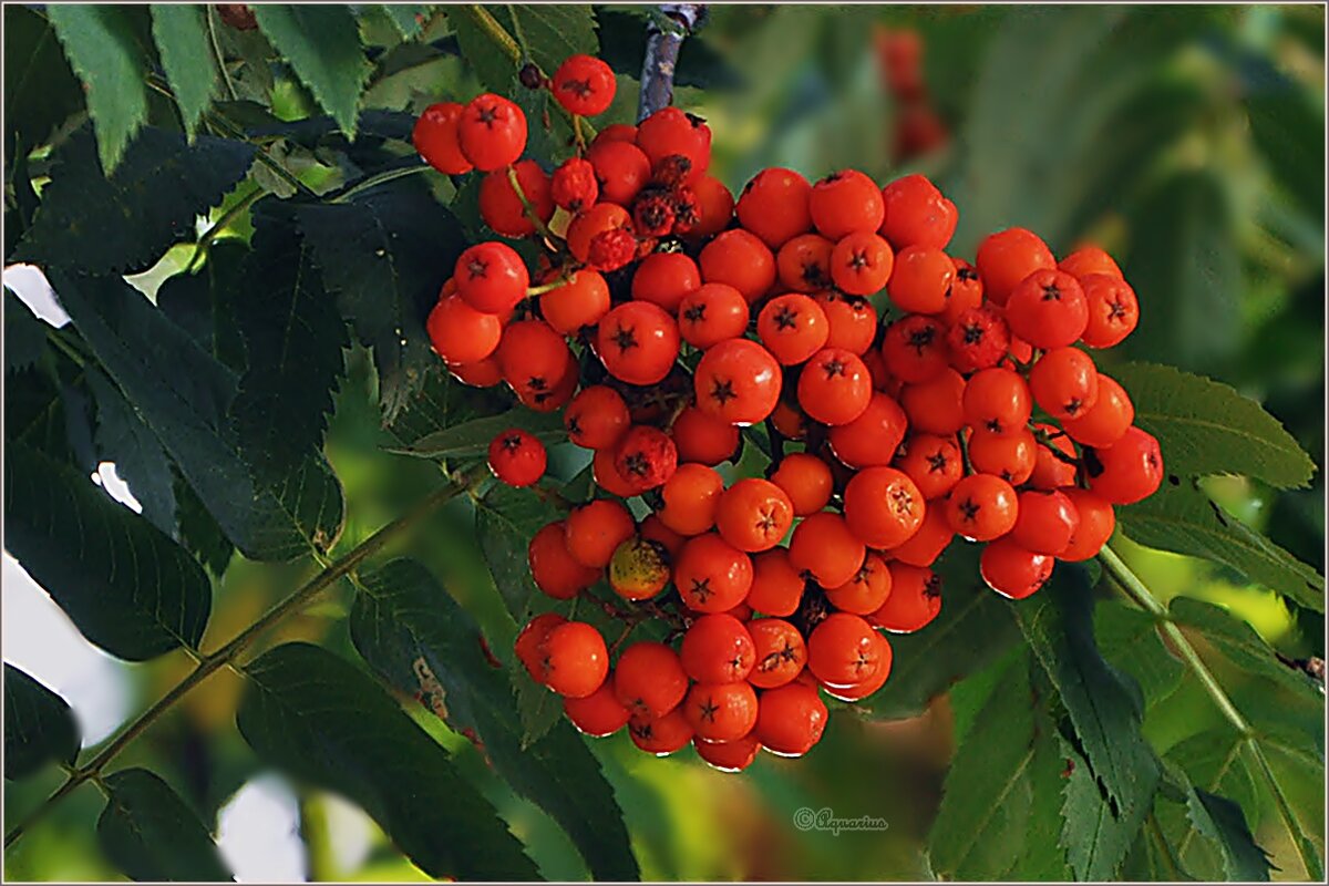 На исходе лета... - Aquarius - Сергей