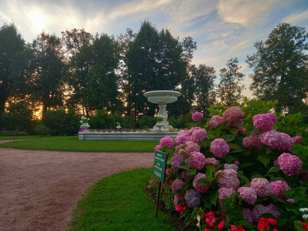 Гортензия на закате - Сапсан 