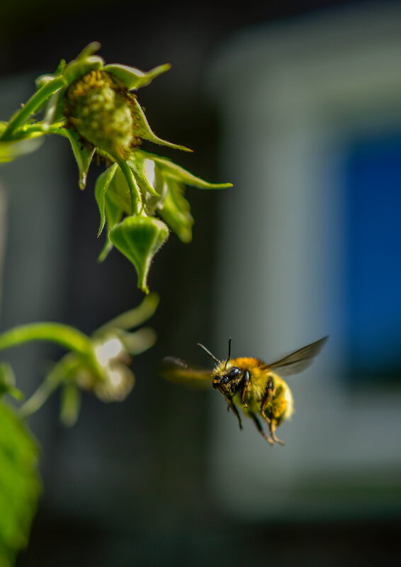 **** - Михаил. М.