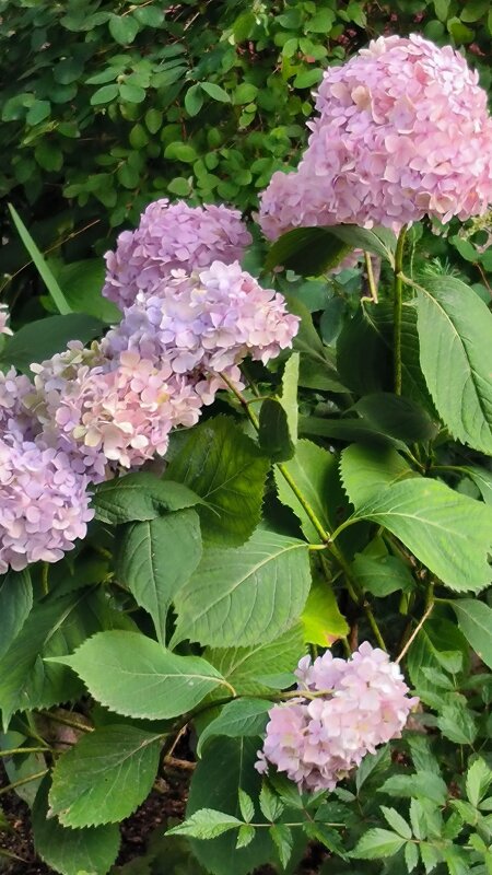 Гортензия. - Ольга 