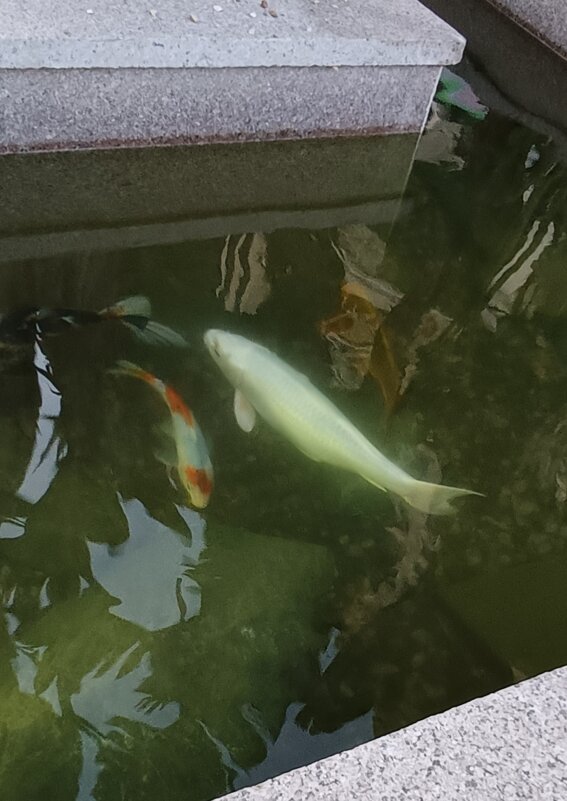 разные рыбки в водоёме - Галина R...