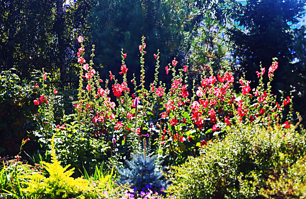 Август...Цветут церковные мальвы! - Владимир 