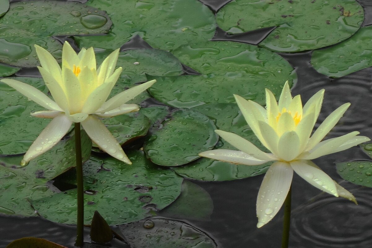 Кувшинка - Рита Симонова