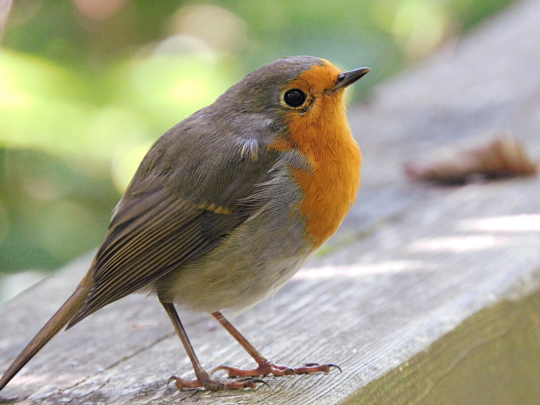 Зарянка - Лина Зарянка - Лина