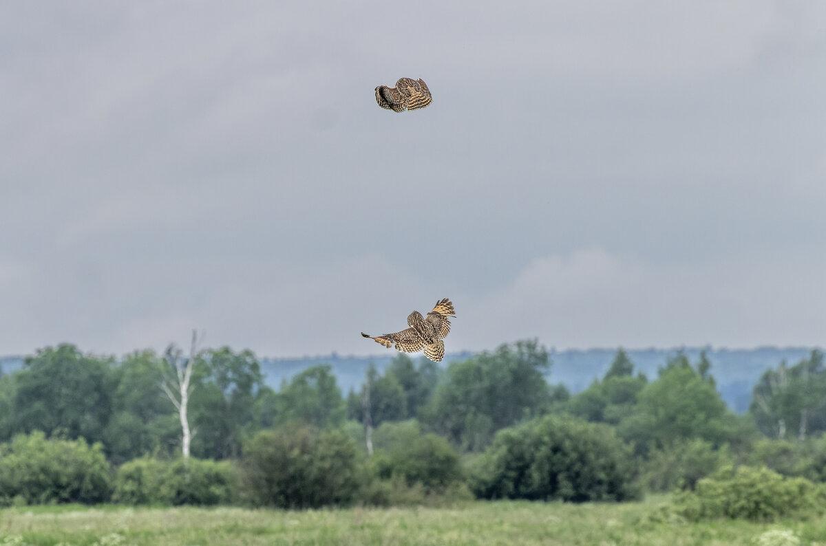 сова болотная. - юрий макаров сова болотная. - юрий макаров