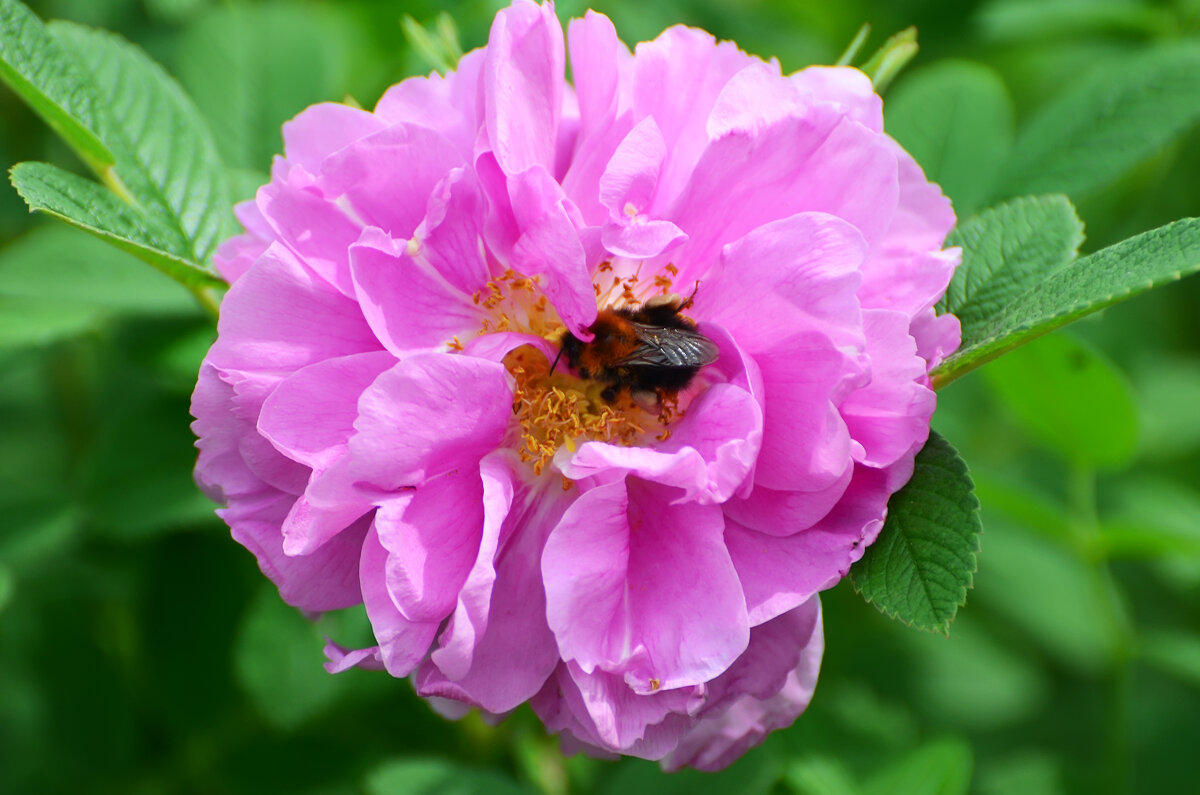 Лето в Ботаническом... Июнь. - Наташа *****