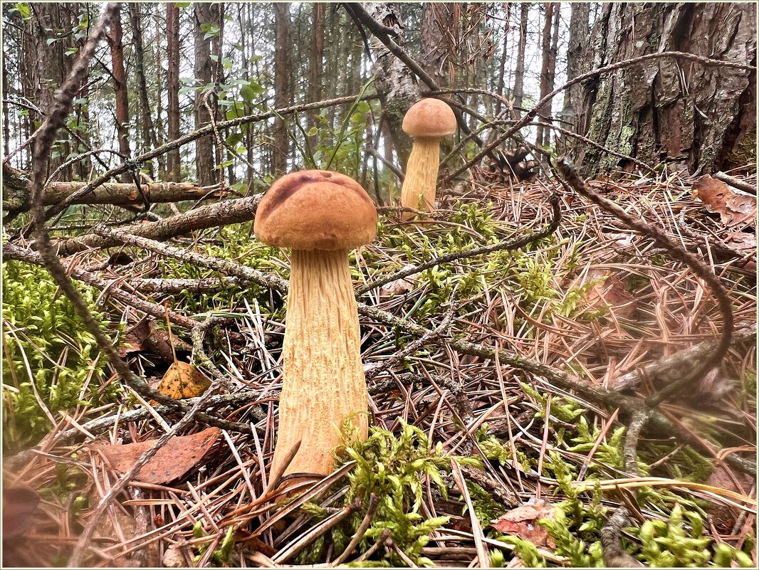 В августовском лесу. - Валерия Комова