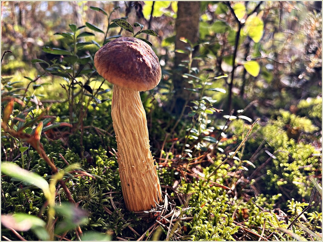 ******** - Валерия Комова