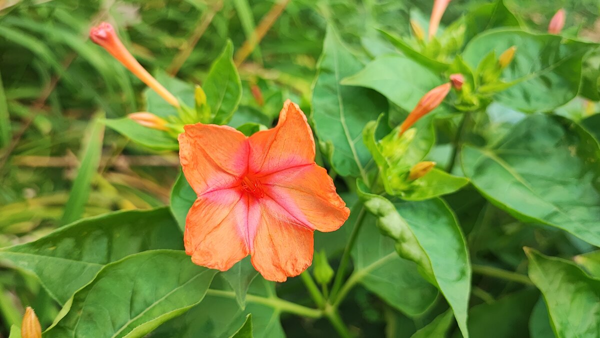 ,,, - Сергей Тимоновский