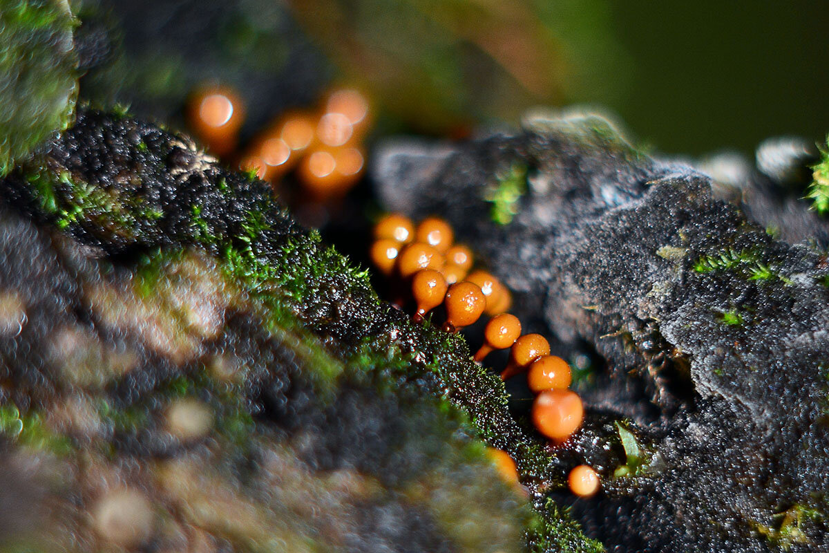 Миксомицеты  оранжевые - Геннадий Супрун