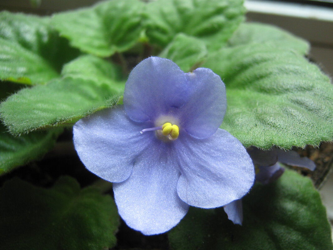 Фиалка - Елена Семигина Фиалка - Елена Семигина