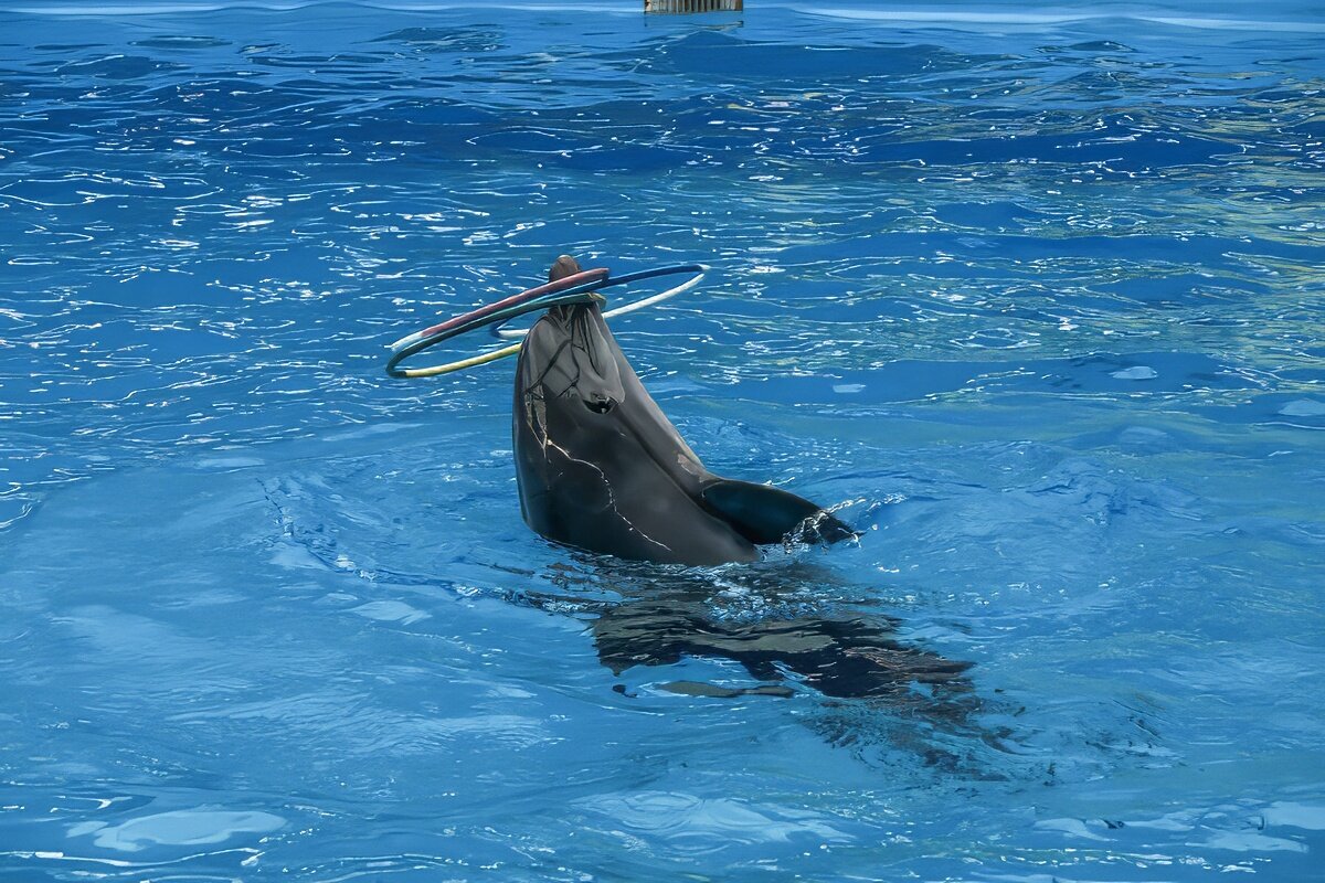 Дельфинарий в поселке Небуг - Игорь Сикорский Дельфинарий в поселке Небуг - Игорь Сикорский