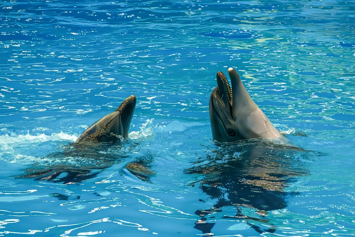 Дельфинарий в поселке Небуг - Игорь Сикорский