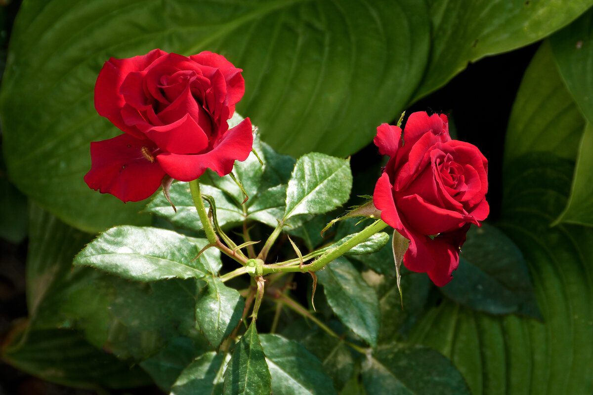 Алые розочки - Валентин Семчишин Алые розочки - Валентин Семчишин