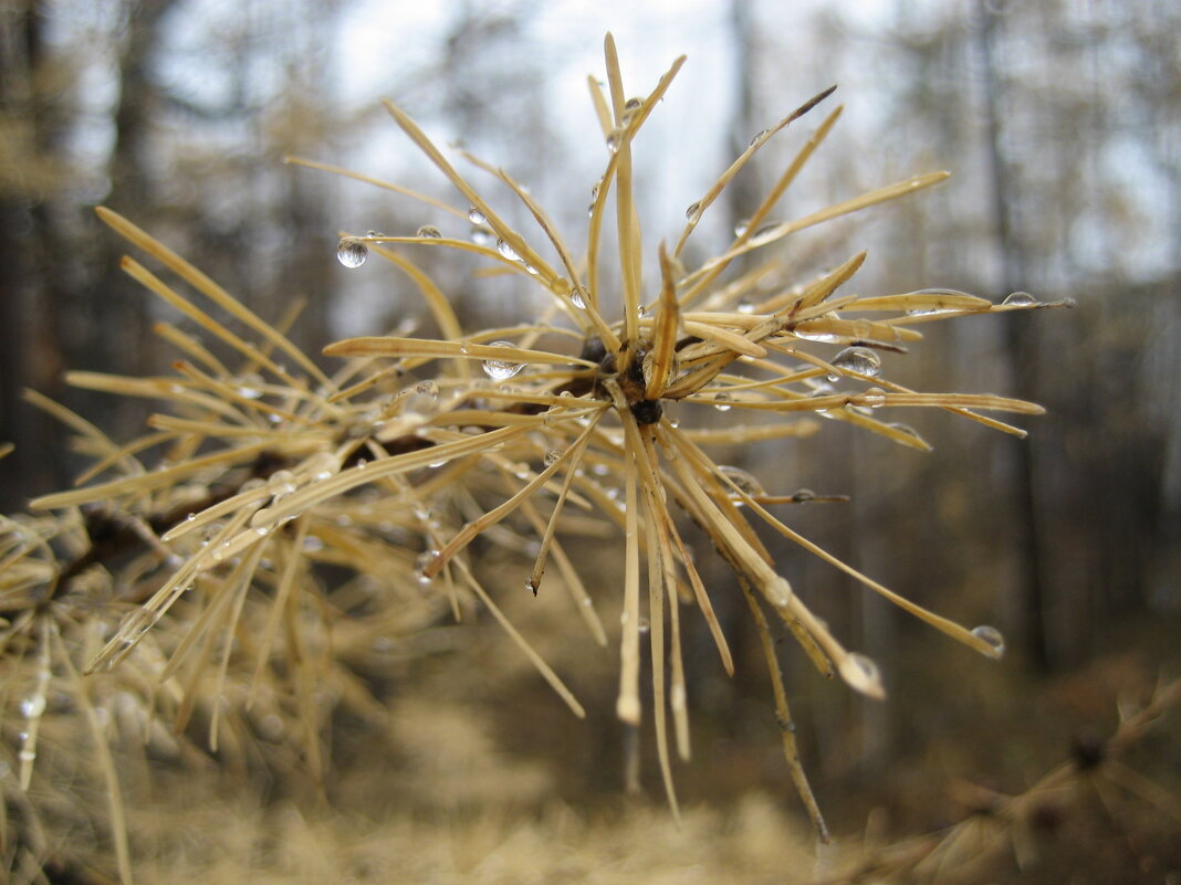 В лесу - Anna Ivanova В лесу - Anna Ivanova
