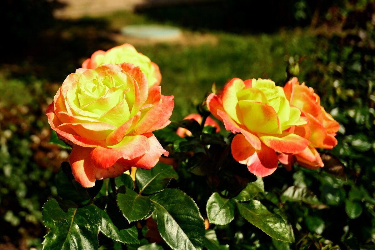 Розы - Лютый Дровосек